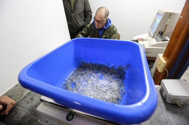 La campaña de la angula en el Nalón se prolonga hasta marzo