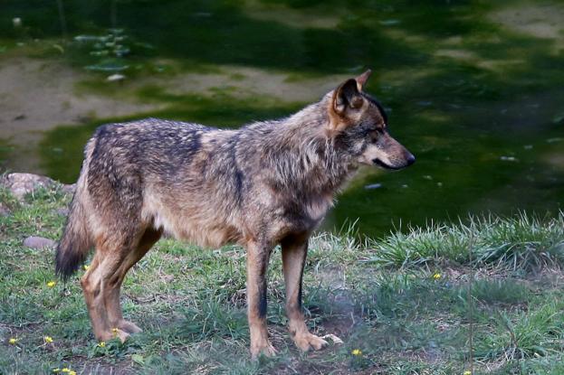 «Hay que mandarle lobos a quienes votaron protegerlo»