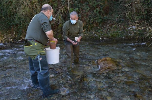 Las truchas vuelven a nacer en el río Arganza