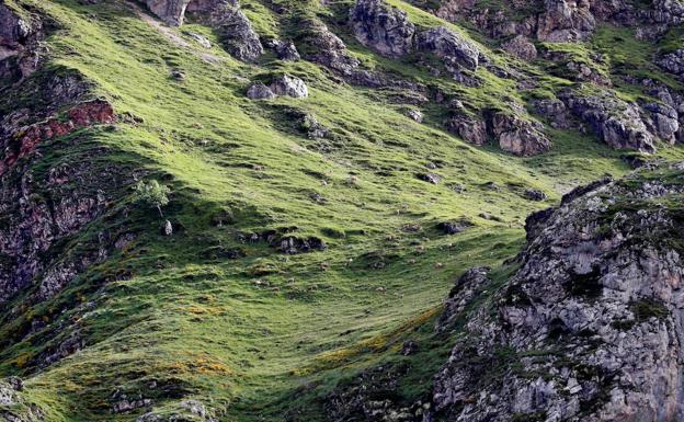 La Fundación Oso se opone a los parques eólicos en Somiedo y Cangas del Narcea: «No cumplen la normativa»