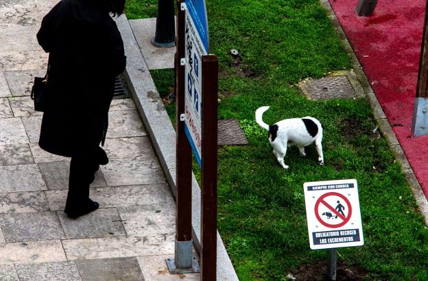 Perros que invaden la zona infantil