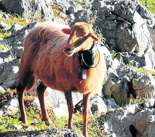 Un collar antilobos para las ovejas
