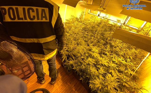 Tres detenidos tras desmantelar un piso convertido en plantación de marihuana en Gijón