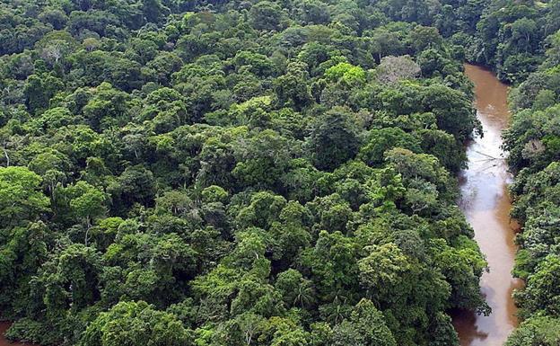 Un piloto sobrevive tras 36 días desaparecido en la selva amazónica