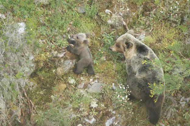 Unos 300 bosques serán ampliados para evitar conflictos entre los vecinos y los osos