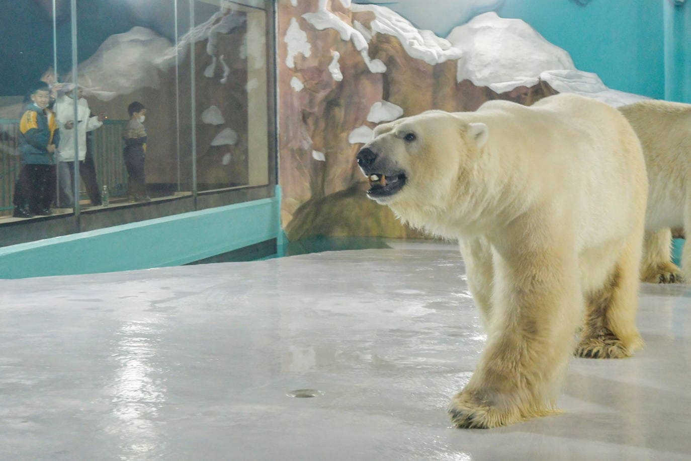 Un hotel donde convivir con los osos polares