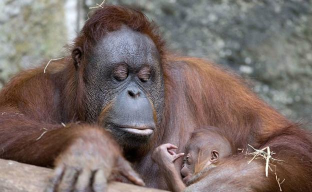 Karen, primera orangutana en ser vacunada contra la covid 19