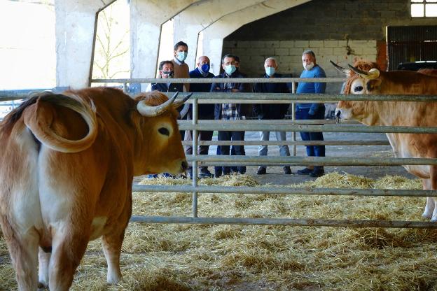 Los bueyes casinos buscan su hueco en mercados de carne de «muy alta calidad»