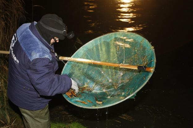 La campaña de la angula se cierra con un 30% menos de capturas que el año pasado