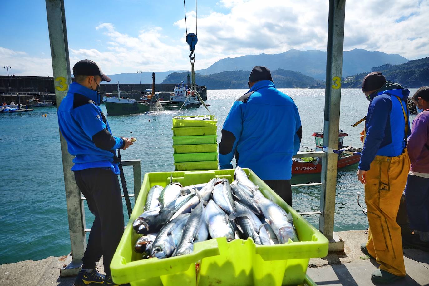 La xarda desembarca en Lastres