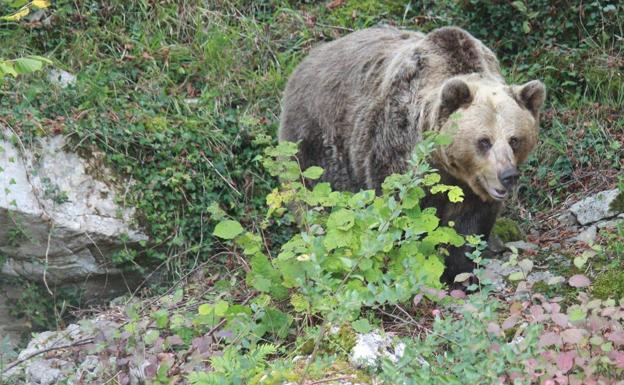 ¿De qué mueren los osos pardos de la cordillera Cantábrica?