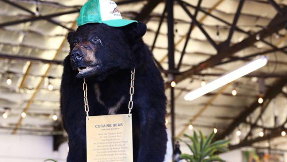 La trágica historia de Pablo EskoBear, el oso que se zampó 30 kilos de cocaína