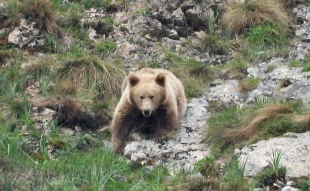 'Clarita', la osa que fue abandonada por su madre, sale de su hibernación