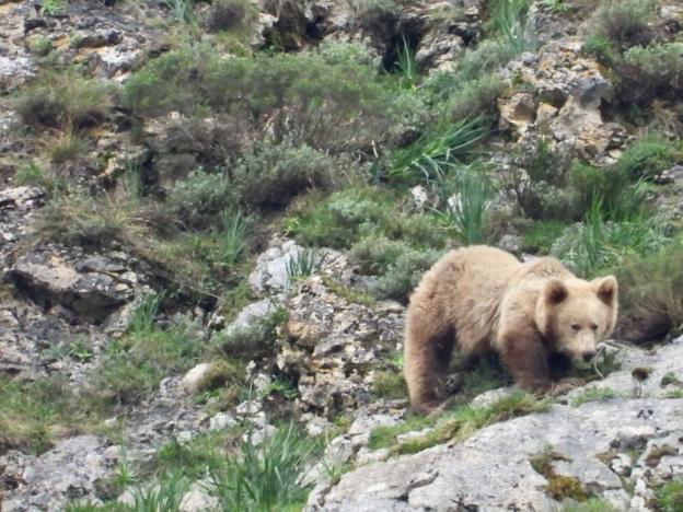 Los osos vuelven a la actividad en los montes