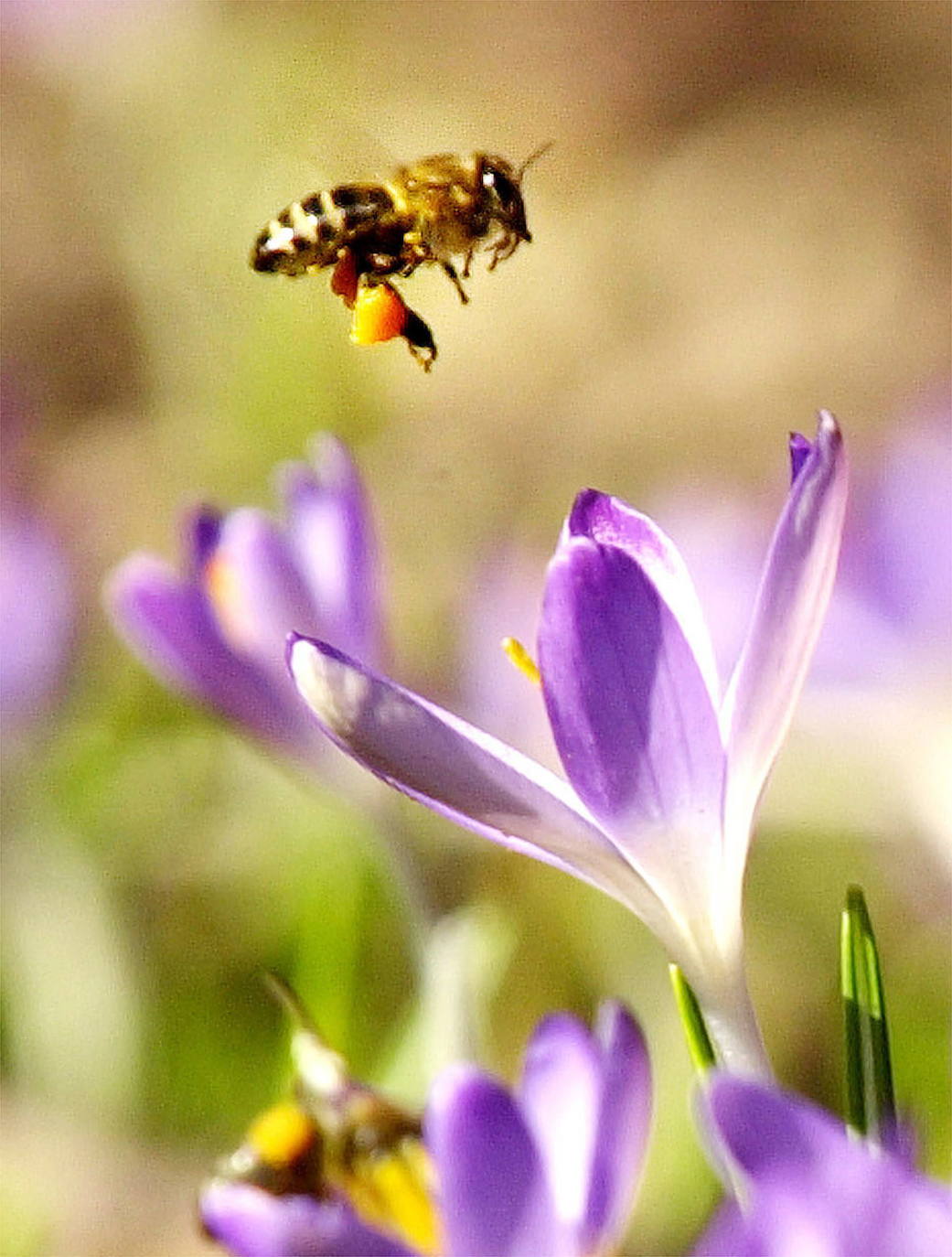 Drones y pompas de jabón, el nuevo sistema para polinizar las plantas
