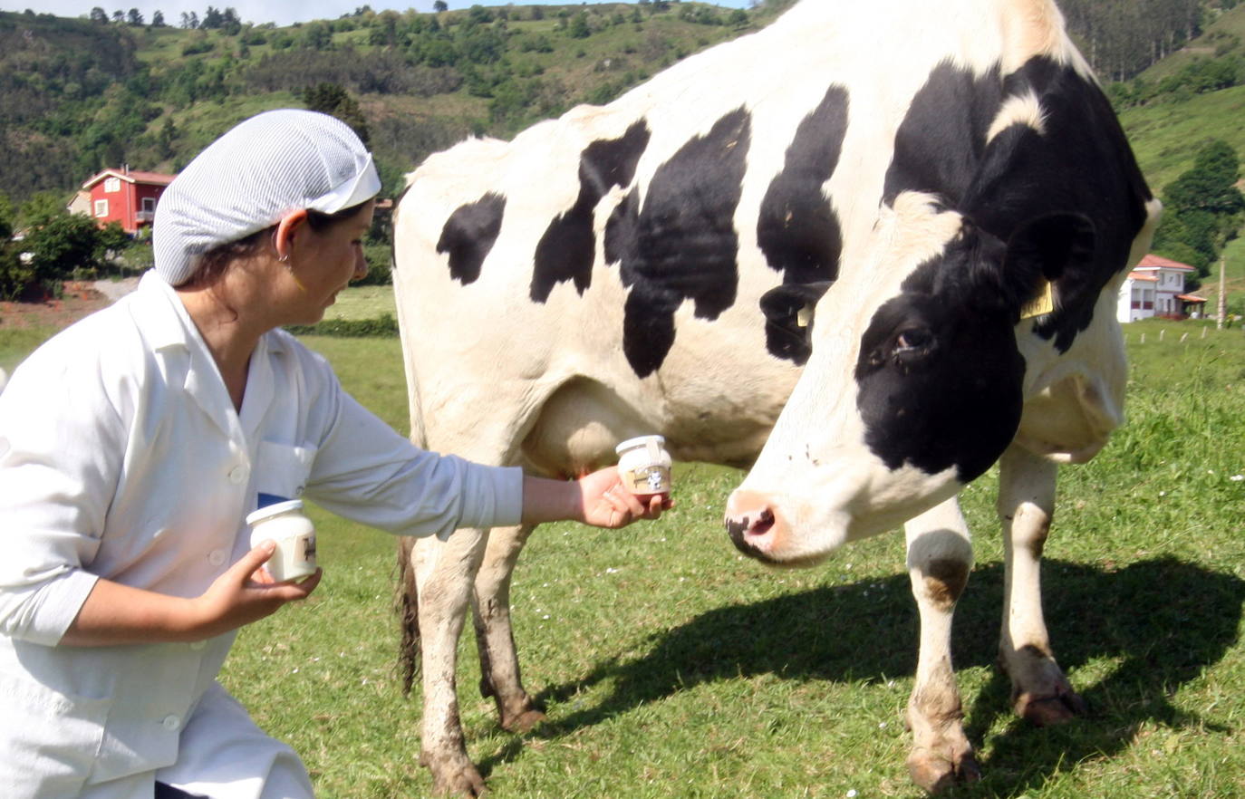 Los productos lácteos elaborados con leche de Asturias se incorporarán a la marca de calidad de Alimentos del Paraíso