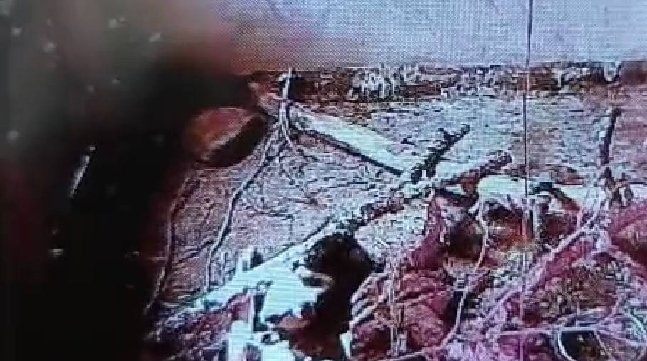 Se recupera favorablemente la cría de oso rescatada en una zona afectada por un incendio