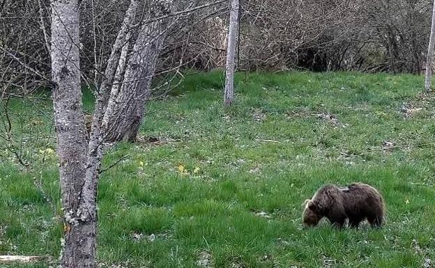 El Principado trabaja en la reintroducción en el medio natural de la osezna recogida en agosto en Somiedo