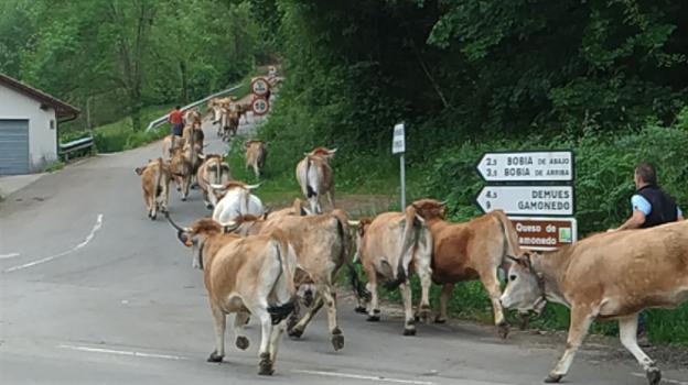 4.244 reses subirán a los puertos de Onís, un centenar menos que en 2020