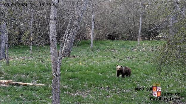 La osezna recogida en Somiedo volverá pronto a un entorno natural