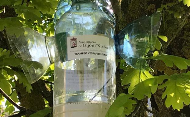 Gijón inicia la campaña para el control de la avispa asiática con 250 trampas
