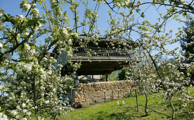 La Comarca de la Sidra retransmitirá 'online' visitas a plantaciones de manzanos en flor