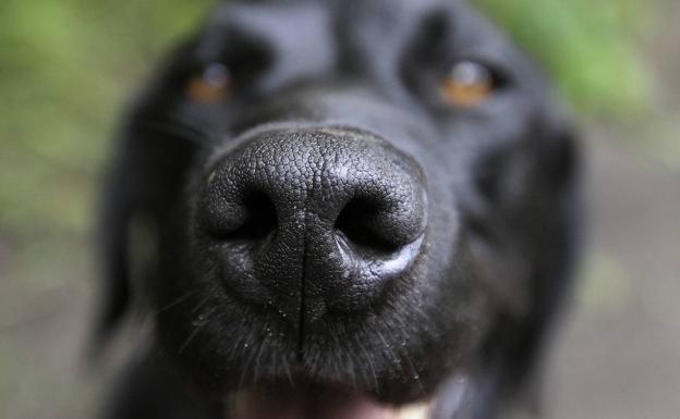 Un estudio apunta que los perros pueden detectar positivos de covid con una precisión del 96%