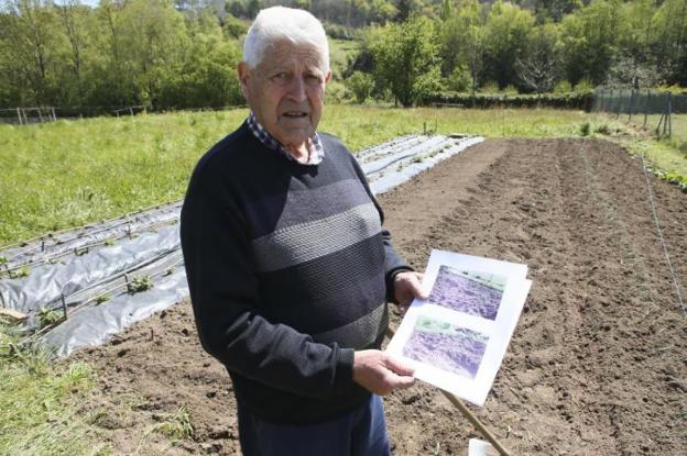 La población de jabalíes «está descontrolada» y causa nuevos destrozos en La Carrera