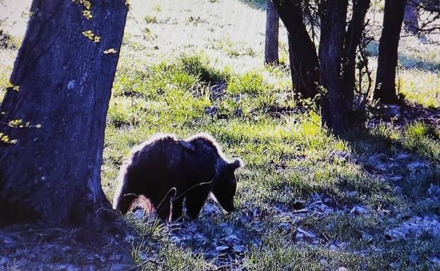 La osezna recogida en Somiedo en agosto, liberada en Redes