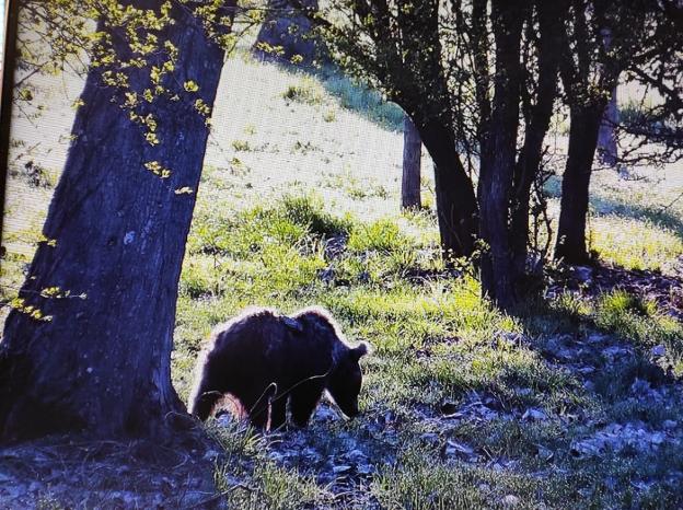 La osezna recogida en verano en Somiedo, liberada en Redes