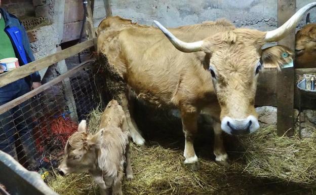 Este es el reparto de los más de 97 millones para ayudas de la PAC en Asturias