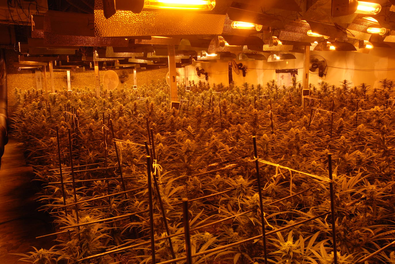 Golpe a la mayor red de marihuana en Asturias