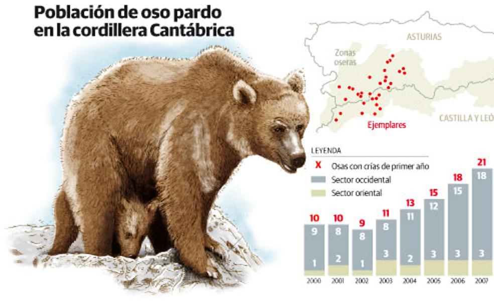 Asturias logra sacar al oso de la extinción