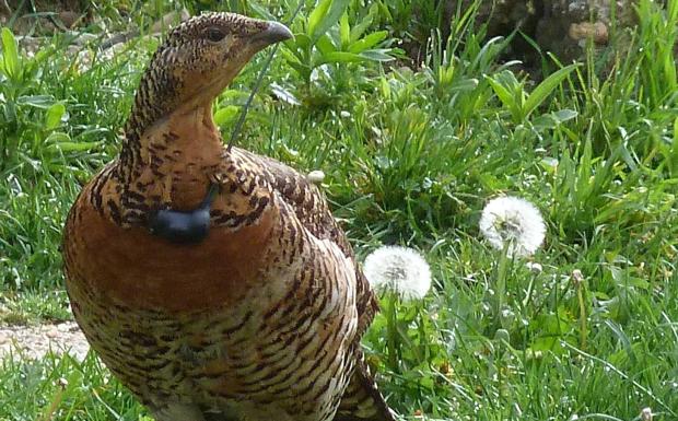 El Urogallo Cantábrico, cada vez más lejos de su conservación