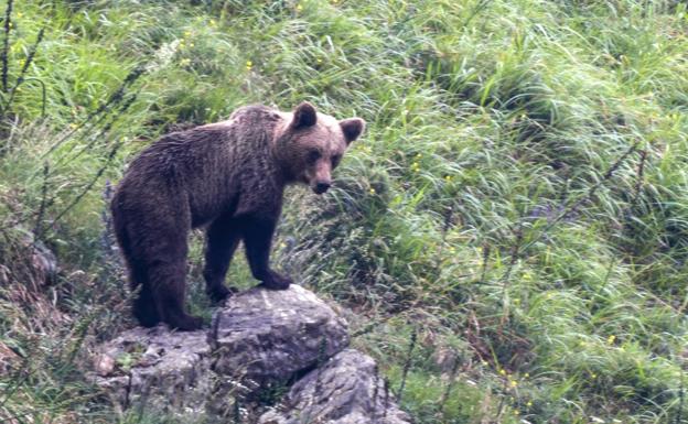 La expansión del oso suma 3.591 ataques a colmenas, ganado y frutales en diez años