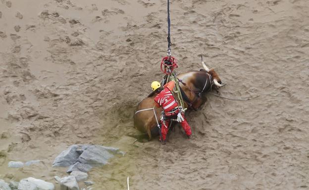 Espectacular rescate de un toro que se cayó por un acantilado en Gozón