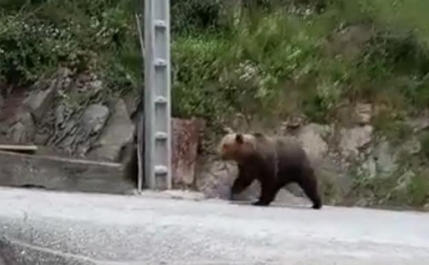 Un oso, de paseo por Cangas del Narcea