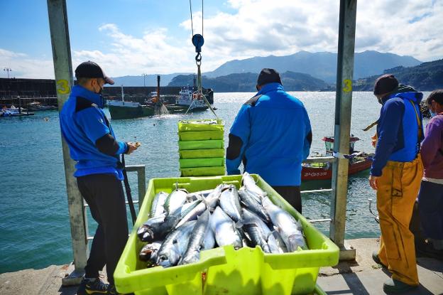 Los pescadores piden estudios sobre la xarda tras el desplome de las capturas