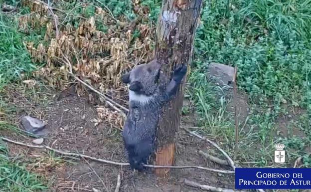 El osezno rescatado en Yernes y Tameza en abril se recupera en Proaza