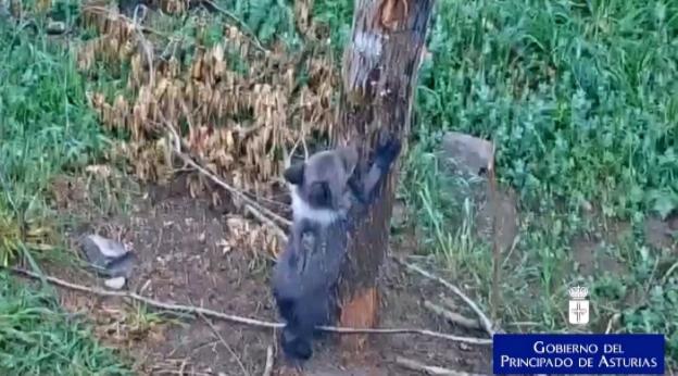 La cría de oso que fue rescatada en abril en Yernes y Tameza dobla su peso en un mes