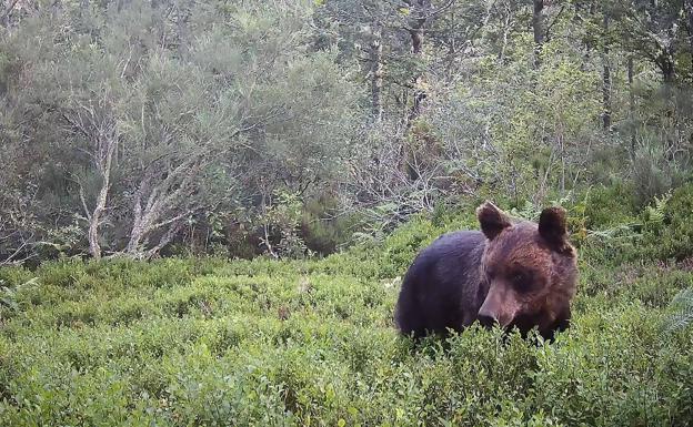 A juicio por desobedecer al guarda que les pidió que se alejasen de una osa a la que querían fotografiar