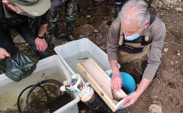 La repoblación con reproductores se pone a prueba en el río Rodical