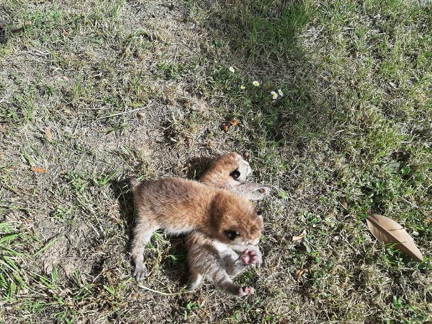 Muere uno de los cachorros de lince boreal de Cangas del Narcea