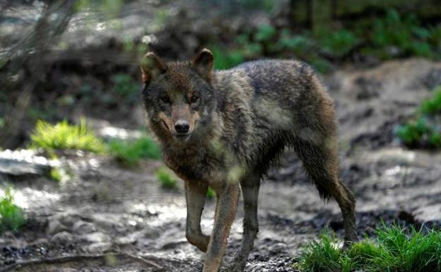 El ministerio mantiene sus planes para el lobo, pese a que se esperaba «una negociación desde cero»