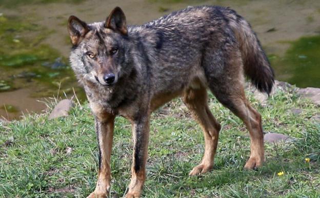 «En lo que va de año hemos perdido por culpa del lobo unos 87 animales en el monte Llosorio»