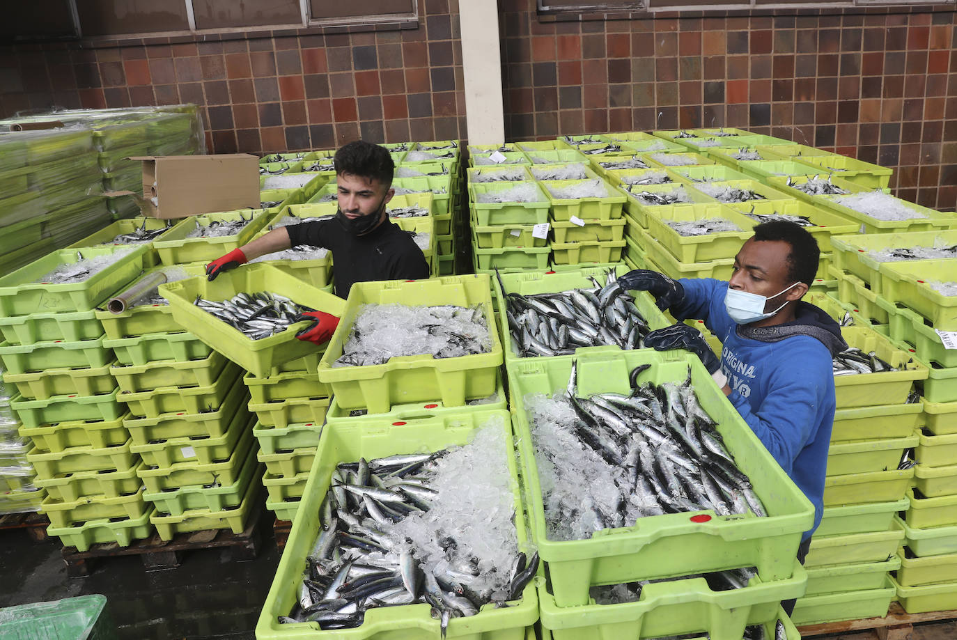 La costera del bocarte bate todos los récords en la lonja de El Musel