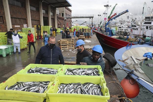 La costera del bocarte bate todos los récords en la lonja de El Musel
