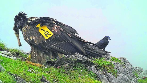 Los quebrantahuesos liberados en los Picos exploran nuevos espacios