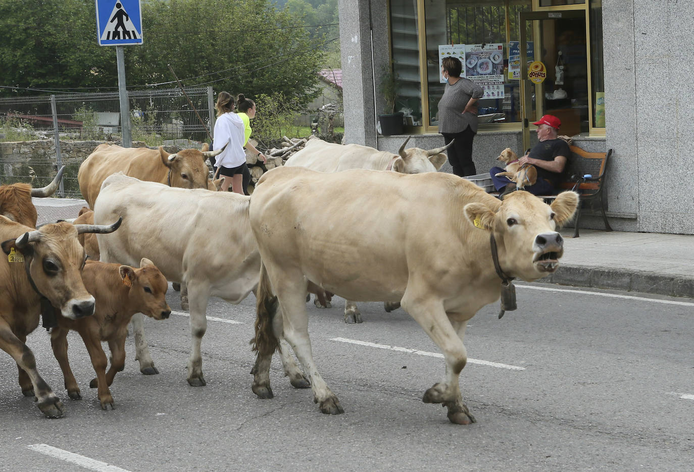 Decenas de vacas peregrinan a Peñamayor