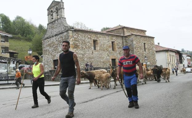 El ganado sube a los pastos de Bimenes